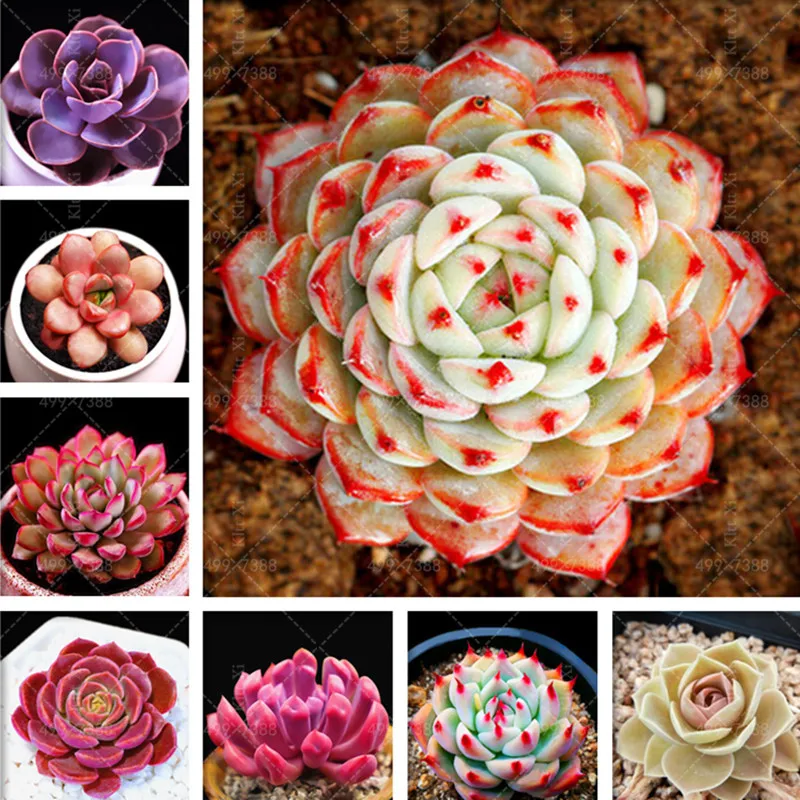 500 Pcs/Lot Mini Succulents Flowers Bonsai Plants Color Rare Lithops Stone Flower Potted Planting for Home Garden Purify The Air
500 Pcs/Lot Mini Succulents Flowers Bonsai Plants Color Rare Lithops Stone Flower Potted Planting for Home Garden Purify The Air