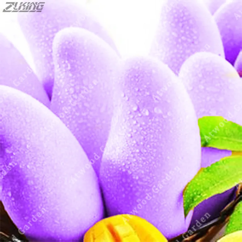 

ZLKING 2 Pcs Indian Purple Mango Can Beautiful Tropical Rare Exotic Fruits Perennial Evergreen Outdoor Ornamental Plant