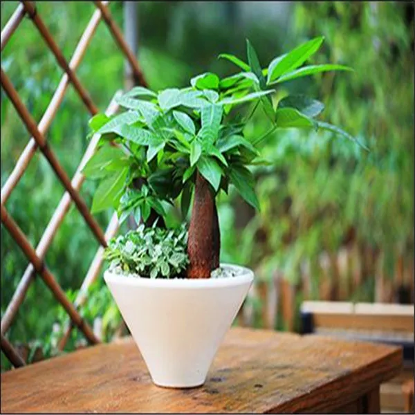 2 Pieces Mini Pachira Macrocarpa Bonsai Hawaiian Make Money Tree Plant Bonsai Pot Indoor Flowers Plant Bonsai DIY Potted Plants
2 Pieces Mini Pachira Macrocarpa Bonsai Hawaiian Make Money Tree Plant Bonsai Pot Indoor Flowers Plant Bonsai DIY Potted Plants
