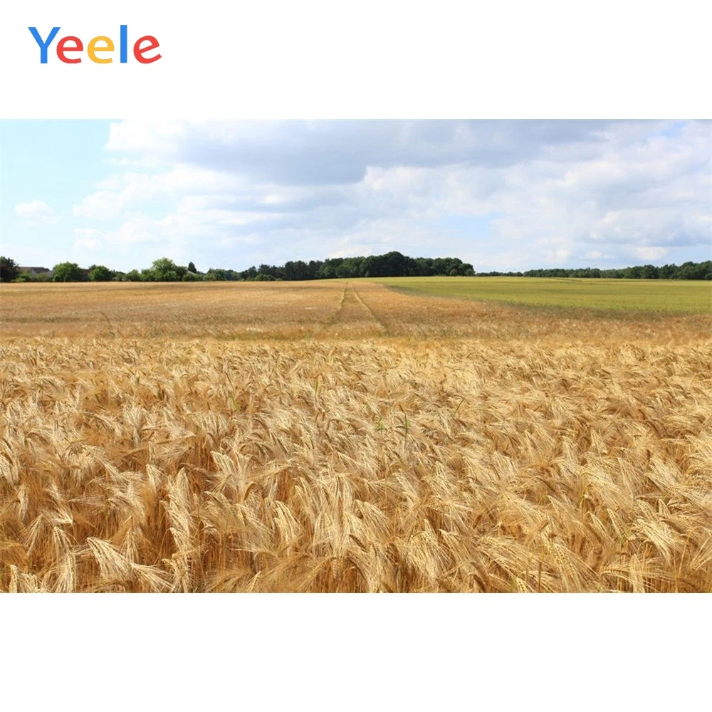 Yeele Vinyl Autumn Harvest Wheat Fields Haystack Scenenry Photography Background Customized Photocall Backdrop For Photo Studio
Yeele Vinyl Autumn Harvest Wheat Fields Haystack Scenenry Photography Background Customized Photocall Backdrop For Photo Studio