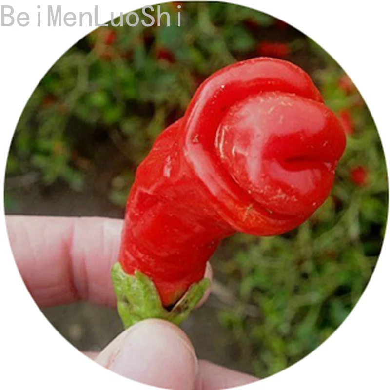 Weird Peter Pepper Vegetable Gardening Plants Vegetables That Make Women Shy 20pcs
Weird Peter Pepper Vegetable Gardening Plants Vegetables That Make Women Shy 20pcs