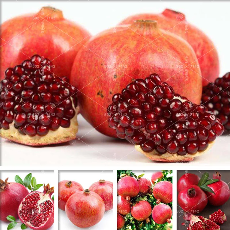 50 pcs Bonsai Pomegranate Bonsai Very Sweet Delicious Fruit Bonsai Succulents Tree Bonsai Plant For Home Garden Purify the Air
50 pcs Bonsai Pomegranate Bonsai Very Sweet Delicious Fruit Bonsai Succulents Tree Bonsai Plant For Home Garden Purify the Air
