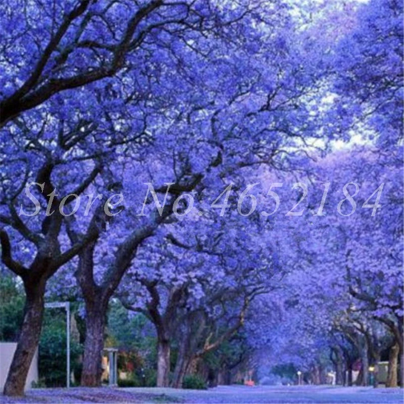 50 pcs Rare Jacaranda Mimosifolia Tree Bonsai Tree Jacaranda Flower plants in the Garden Evergreen Shrubs Bonsai Tree plants
50 pcs Rare Jacaranda Mimosifolia Tree Bonsai Tree Jacaranda Flower plants in the Garden Evergreen Shrubs Bonsai Tree plants