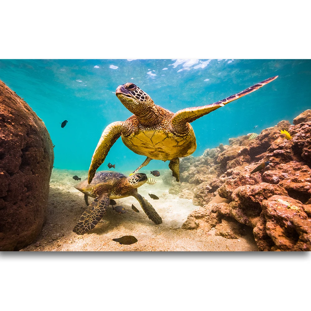 Endangered Hawaiian Green Sea Turtle swimming in the warm waters of the Pacific Ocean in Hawaii Printing On Canvas Pictures
Endangered Hawaiian Green Sea Turtle swimming in the warm waters of the Pacific Ocean in Hawaii Printing On Canvas Pictures
