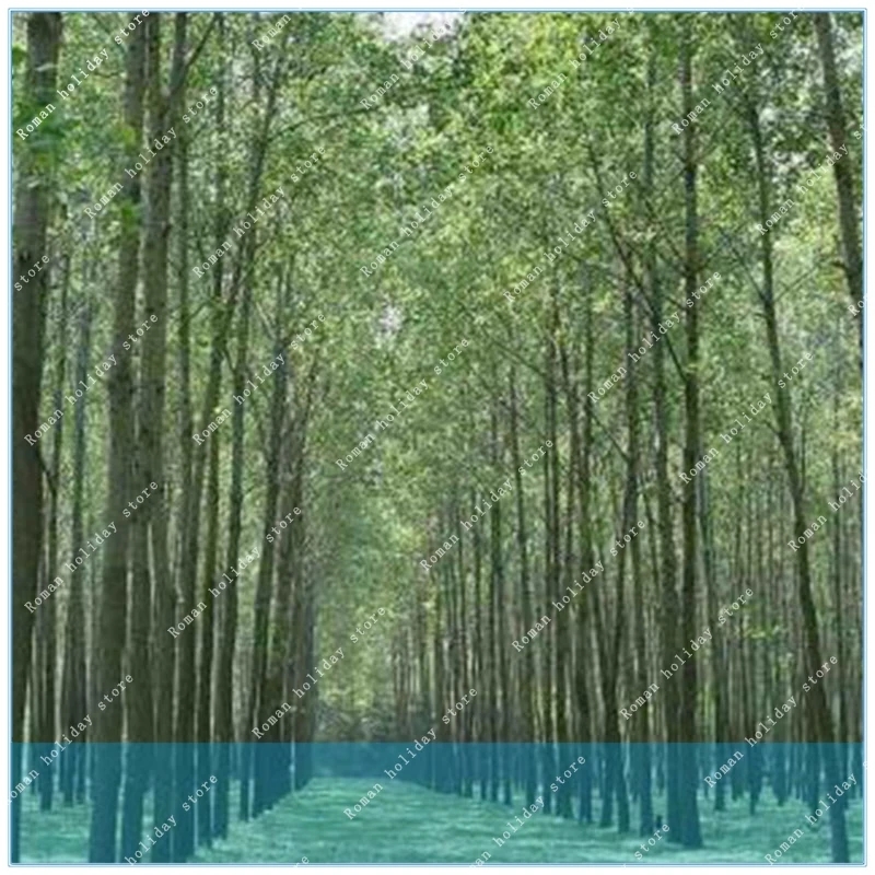 ZLKING 100 Pieces Poplar a Good Choice Beautiful Foilage Plant Tree Poplar Chinese Bonsai Home Garden
ZLKING 100 Pieces Poplar a Good Choice Beautiful Foilage Plant Tree Poplar Chinese Bonsai Home Garden