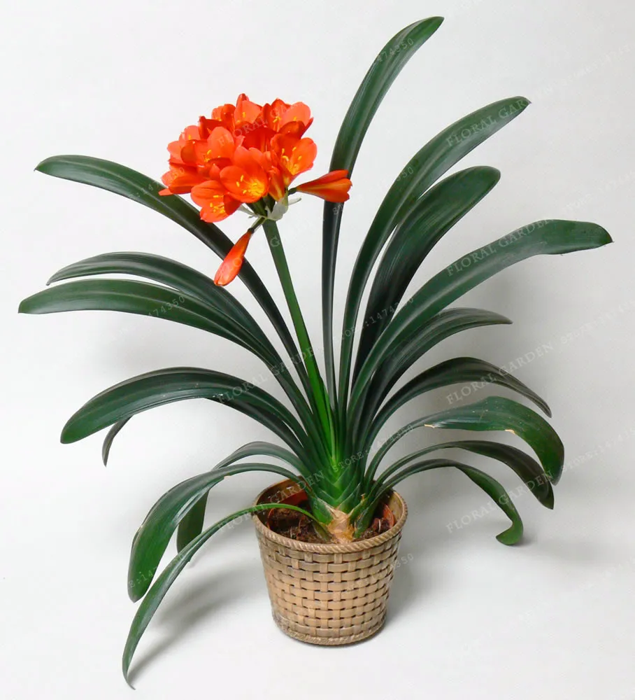 100 Pcs Gorgeous Clivia Flower Bonsai Kaffir Lily Ideal Home Garden Or Pot Flower Beautiful Rare Real Bonsai Guranteed Gard
100 Pcs Gorgeous Clivia Flower Bonsai Kaffir Lily Ideal Home Garden Or Pot Flower Beautiful Rare Real Bonsai Guranteed Gard