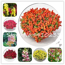 200 Pcs Colorful Snapdragon Bonsai Flower Heirloom Plant Outdoor & Indoor Charming Antirrhinum Majus Potted Garden Flore Planta(China)