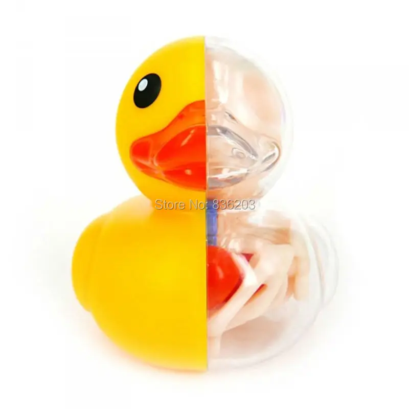 4D master Bathing Ducky funny ANATOMY MODEL medical human skull skeleton anatomical model Science Educational Toys
4D master Bathing Ducky funny ANATOMY MODEL medical human skull skeleton anatomical model Science Educational Toys