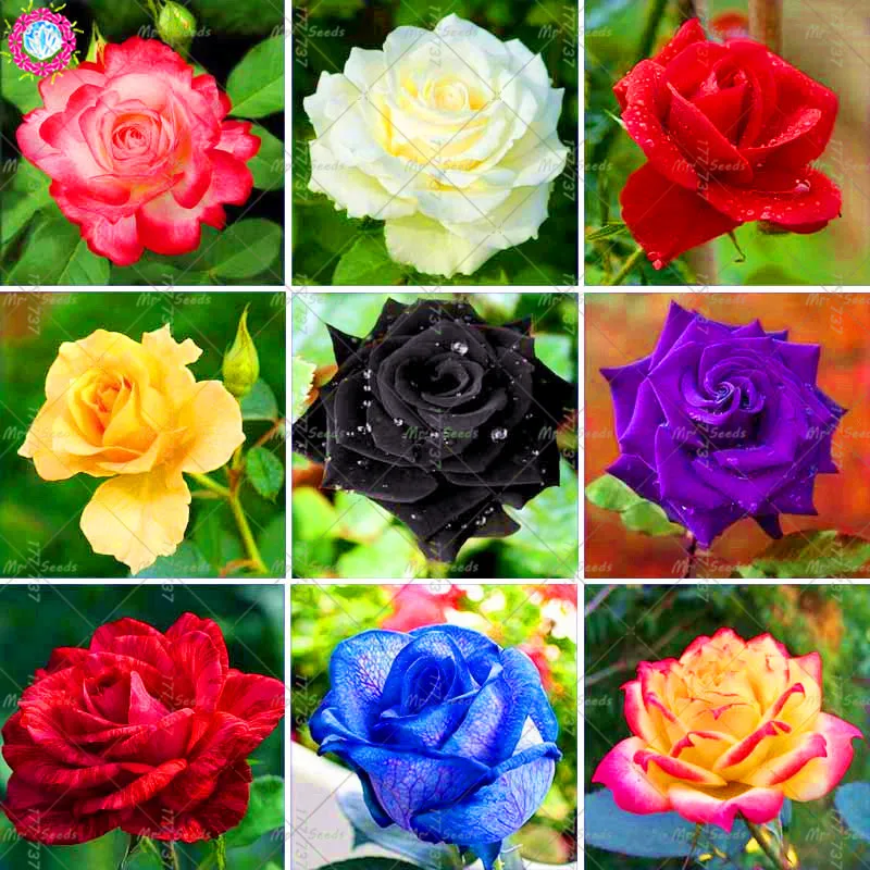 100 Pcs/bag Rose plant, Rainbow Rose , Bonsai Flower plant Beautiful Rose Petals Plant Pots Home GardenPlants
100 Pcs/bag Rose plant, Rainbow Rose , Bonsai Flower plant Beautiful Rose Petals Plant Pots Home GardenPlants