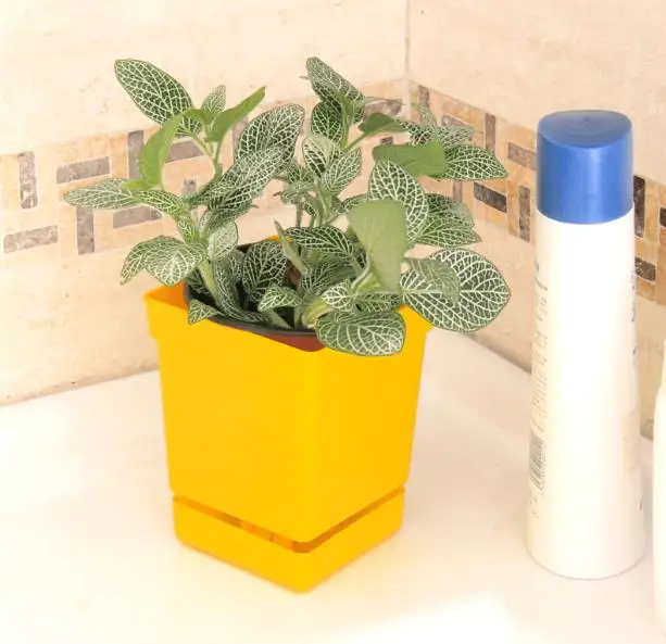 6 pcs. square Shape potty mini plastic flower pots automatic watering pot seeders factory holder home decor worker | Дом и сад