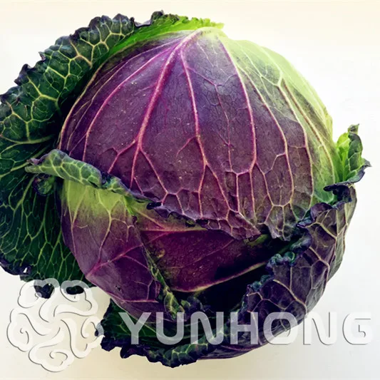 100pcs Wholesale 100% Authentic Red Cabbage Bonsai Red Cabbage Chicory BonsaiSelling Health Vegetable, Free Shipping
100pcs Wholesale 100% Authentic Red Cabbage Bonsai Red Cabbage Chicory BonsaiSelling Health Vegetable, Free Shipping