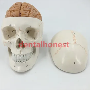 skull model brain neurology craniocerebral anatomy model with digital number mark education head model
skull model brain neurology craniocerebral anatomy model with digital number mark education head model