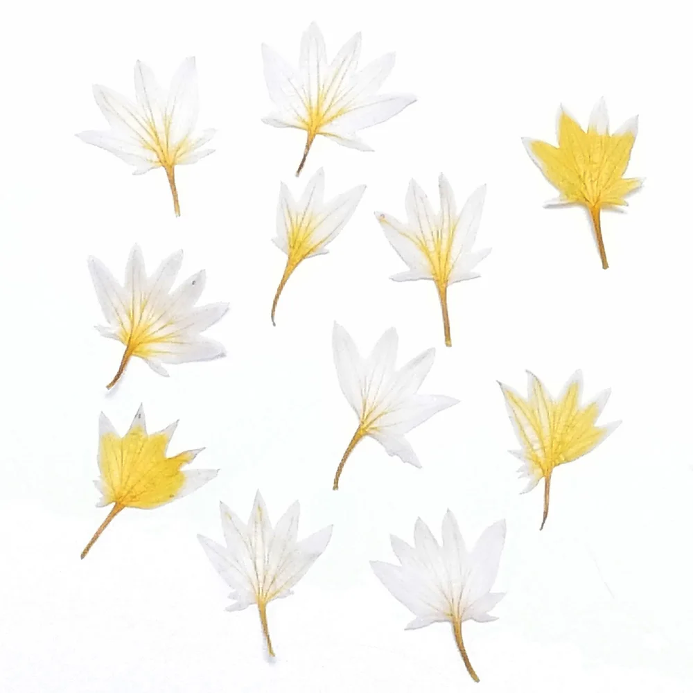 Mixed 3D Nail Art Dried Flower Decoration DIY Real Preserved Flowers Nail Tips Deco Glass Bottle
Mixed 3D Nail Art Dried Flower Decoration DIY Real Preserved Flowers Nail Tips Deco Glass Bottle