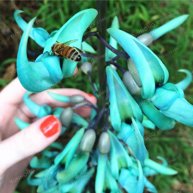 10 PCS/Pack Jade Vine 'Strongylodon Macrobotrys' Flower Bonsai Fragrant Perennial Blue Flower For Home Garden
10 PCS/Pack Jade Vine 'Strongylodon Macrobotrys' Flower Bonsai Fragrant Perennial Blue Flower For Home Garden