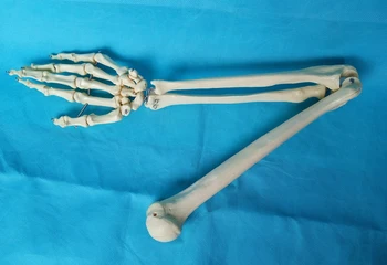 1:1 Size of Adult Humans Skeleton Life-size Upper Extremity Hand Joint Model Hand Bone Model Medical Science Anatomical Models
1:1 Size of Adult Humans Skeleton Life-size Upper Extremity Hand Joint Model Hand Bone Model Medical Science Anatomical Models