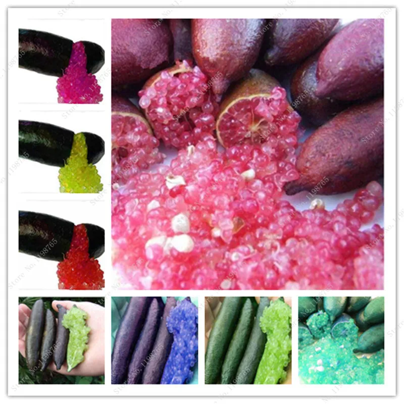 50 Pcs Pink Finger Lime Citrus Bonsai,Rare Pomegranate Plants Eatble Organic Sweet Fruit Plants Balcony For Home Garden Sementes
50 Pcs Pink Finger Lime Citrus Bonsai,Rare Pomegranate Plants Eatble Organic Sweet Fruit Plants Balcony For Home Garden Sementes