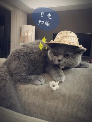 2019 NEW Hand Made Straw Hat for pet dog cat puppy shipping dog cat helmet dog supplies product cat product Straw Cap
2019 NEW Hand Made Straw Hat for pet dog cat puppy shipping dog cat helmet dog supplies product cat product Straw Cap