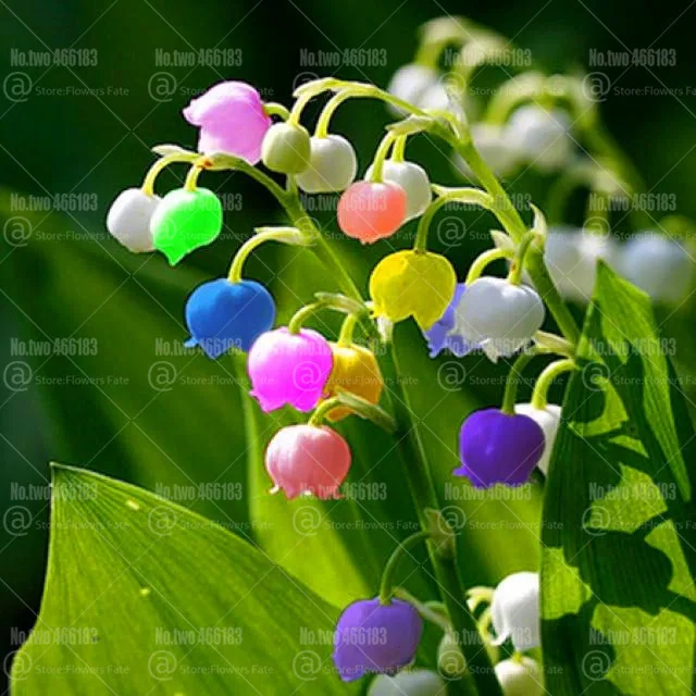 

100pcs Lily of the Valley Flower bonsai Bell Orchid Rich Aroma Bonsais perennial Beautiful flowers for home garden potted plants