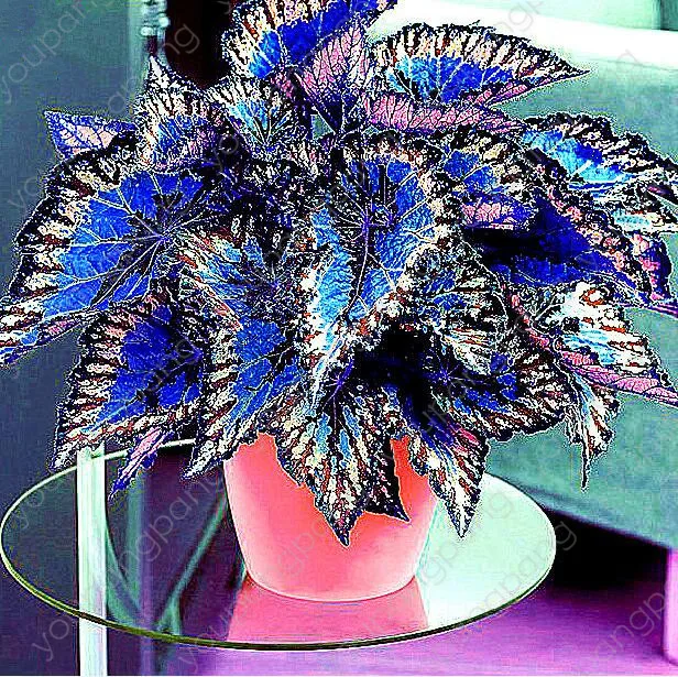 100pcs Janpanse Bonsai Coleus plant Foliage Plants Perfect Color Rainbow Dragon bonsai Beautiful Flower Plant Garden decoration
100pcs Janpanse Bonsai Coleus plant Foliage Plants Perfect Color Rainbow Dragon bonsai Beautiful Flower Plant Garden decoration