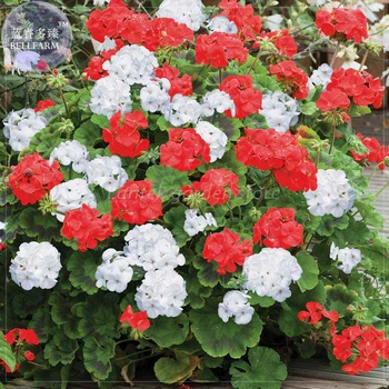 BELLFARM Geranium 