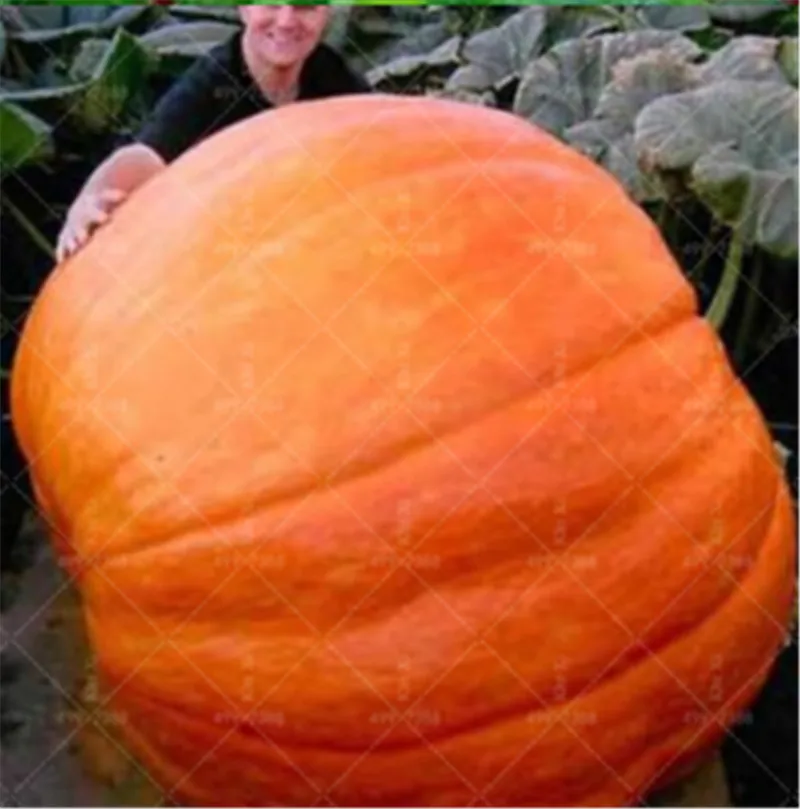 20 Pcs Giant Pumpkin Bonsai Halloween Pumpkin Organic Bonsai Vegetables Nutrient-rich Food NON-GMO Edible Plants For Home Garden
20 Pcs Giant Pumpkin Bonsai Halloween Pumpkin Organic Bonsai Vegetables Nutrient-rich Food NON-GMO Edible Plants For Home Garden