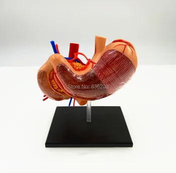 Human Anatomical 4D Vision Human Stomach Anatomy Model Anatomical anatomy skeleton veterinary brain anatomia skull 
Human Anatomical 4D Vision Human Stomach Anatomy Model Anatomical anatomy skeleton veterinary brain anatomia skull