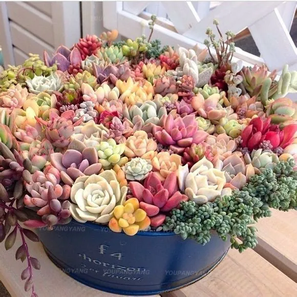200pcs rare mix succulents plants lophophora plantas para jardin stone flower lithops bonsai tree indoor home garden decoration
200pcs rare mix succulents plants lophophora plantas para jardin stone flower lithops bonsai tree indoor home garden decoration
