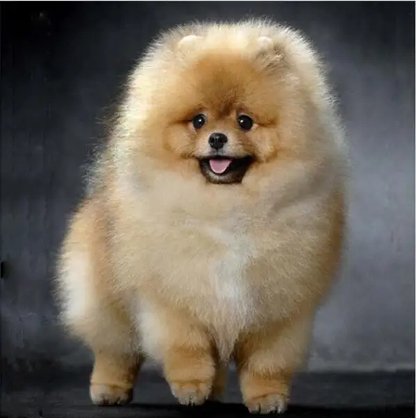 Peter Ren Diamond Painting Dog Diy Diamond Embroidery Pomeranian