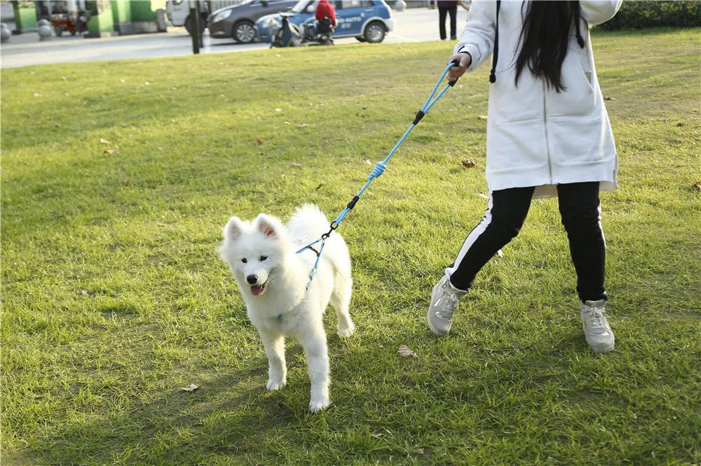  DADUGO Dog Collar set for Small Puppy Pet Dog Collars Adjustable Buckle Leash Dog-Collar Harness Chihuahua SMLXL Size (6)