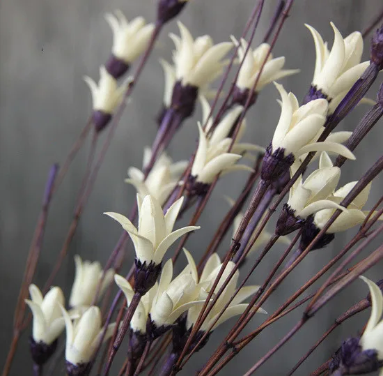 Dried Flowers Decoration Flowers Bunch Home Decoration Accessories DIY Flowers Arrangement 10pcs Dried White Magnolia for Home
Dried Flowers Decoration Flowers Bunch Home Decoration Accessories DIY Flowers Arrangement 10pcs Dried White Magnolia for Home