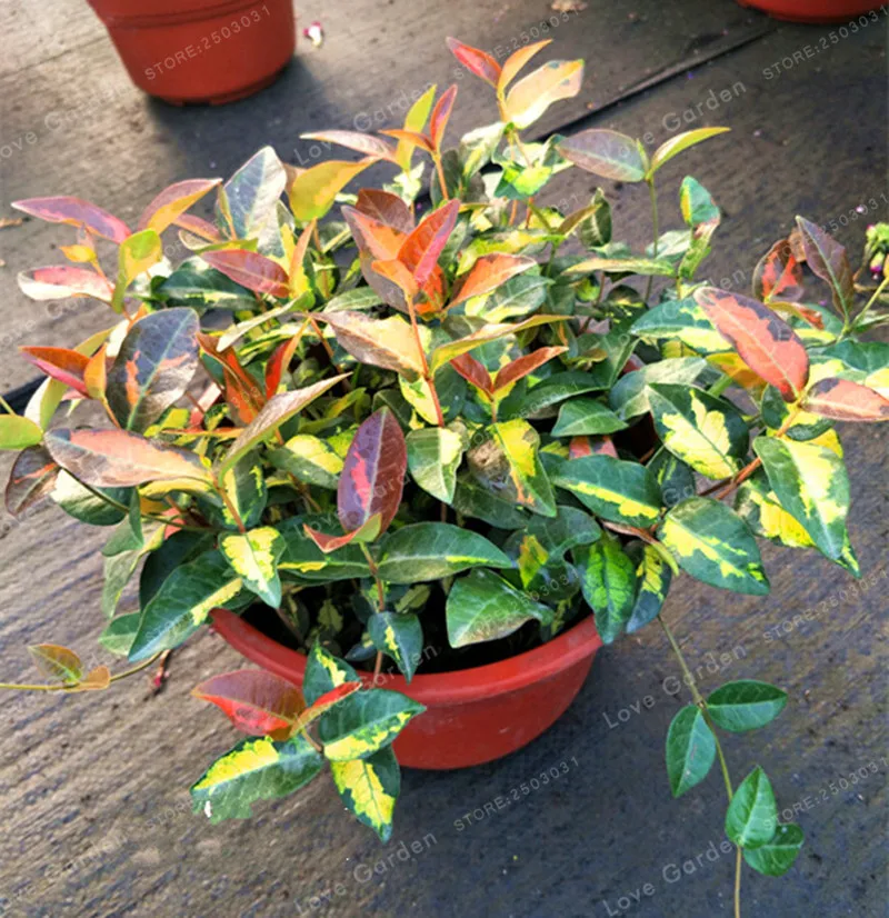 Trachelospermum asiaticum Ougonnishiki Bonsai Fragrant Exotic Shrub Open Pollinate Rare Beautiful Bonsai Flower Bonsai 10 PCS
Trachelospermum asiaticum Ougonnishiki Bonsai Fragrant Exotic Shrub Open Pollinate Rare Beautiful Bonsai Flower Bonsai 10 PCS
