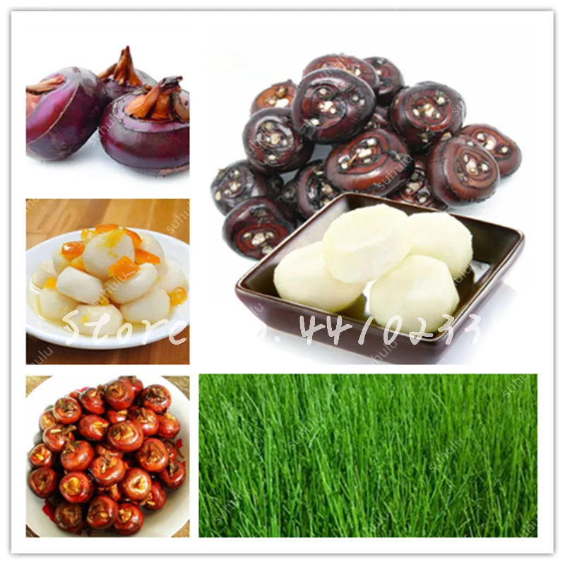 100 Pcs Chinese Water Chestnut Fruit Bonsai Perennial Herbaceous Aquatic Plants High Nutrition Delicious Fruit Vegetables Bonsai
100 Pcs Chinese Water Chestnut Fruit Bonsai Perennial Herbaceous Aquatic Plants High Nutrition Delicious Fruit Vegetables Bonsai