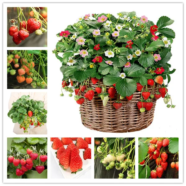 100 pcs farmer Direct Selling Indoor Plants Strawberry bonsais Rare Color Strawberry bonsai Fruit bonsais for Garden Bonsai
100 pcs farmer Direct Selling Indoor Plants Strawberry bonsais Rare Color Strawberry bonsai Fruit bonsais for Garden Bonsai