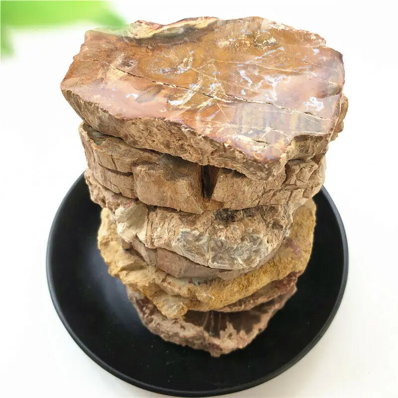Crystal Woodstone Fossil Tree Home Decoration Wooden Tree Fossil Madagascar Natural Stones and Minerals
Crystal Woodstone Fossil Tree Home Decoration Wooden Tree Fossil Madagascar Natural Stones and Minerals