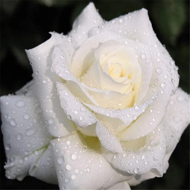 5D Diy Diamond Painting Cross Stitch Round Diamond Water White Rose Picture Diamond Embroidery Needlework Home Decals
5D Diy Diamond Painting Cross Stitch Round Diamond Water White Rose Picture Diamond Embroidery Needlework Home Decals
