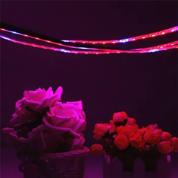 0.5 - 10M Waterproof 5050 Grow LED Flexible Strip Tape Light 3 / 4 / 5 Red 1 Blue Aquarium Greenhouse Hydroponic Plant Grow Lamp
0.5 - 10M Waterproof 5050 Grow LED Flexible Strip Tape Light 3 / 4 / 5 Red 1 Blue Aquarium Greenhouse Hydroponic Plant Grow Lamp