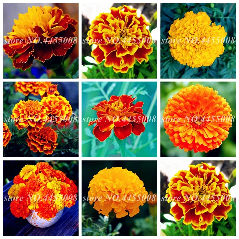 African Marigold French Outdoor Marigold Herbs Chrysanthemum Flower Bonsai Tagetes Flore For Home Garden Planting 500 PCS / bag
African Marigold French Outdoor Marigold Herbs Chrysanthemum Flower Bonsai Tagetes Flore For Home Garden Planting 500 PCS / bag
