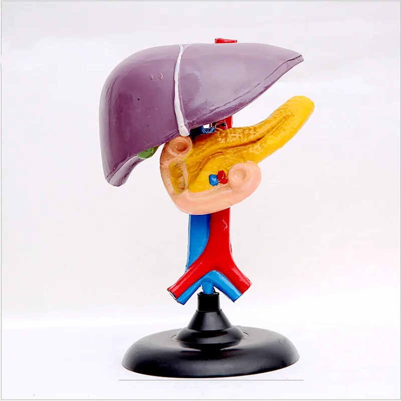 1:1 Life Size Human Medical Anatomical Liver Duodenum Pancreas Model Surgery Medical Tools Mannequin Body Biological instrument
1:1 Life Size Human Medical Anatomical Liver Duodenum Pancreas Model Surgery Medical Tools Mannequin Body Biological instrument
