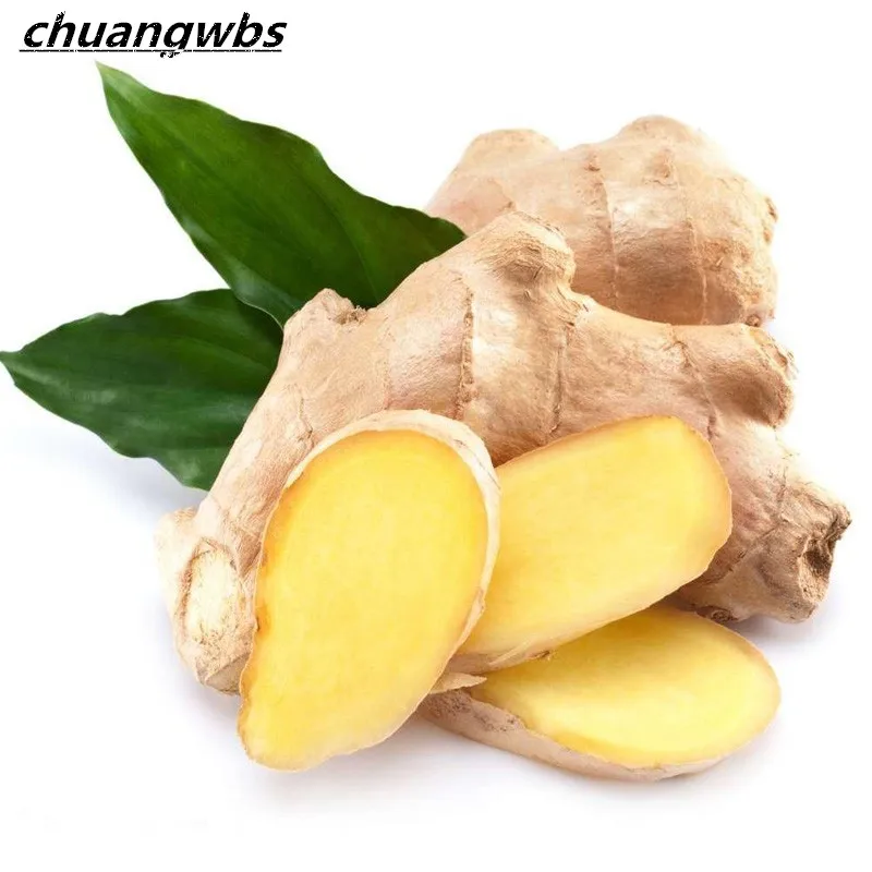 100 pcs/ bag Imported Ginger Balcony Vegetables Potted Bonsai Plant Four Seasons Zingiber Plants Easy to Grow
100 pcs/ bag Imported Ginger Balcony Vegetables Potted Bonsai Plant Four Seasons Zingiber Plants Easy to Grow