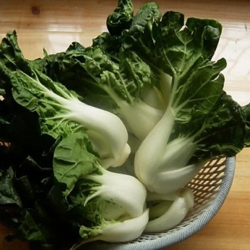 Beijing bantam milk vegetable bonsais Cabbage seasons sweet vegetable white cabbage bonsais help 20pcs
Beijing bantam milk vegetable bonsais Cabbage seasons sweet vegetable white cabbage bonsais help 20pcs