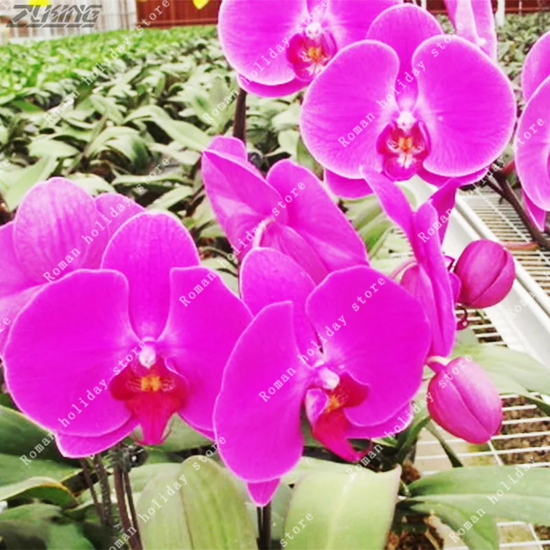 Pink 200 pcs/Bag Phalaenopsis Orchid Flower Sementes Indoor Balcony House Gardening Planting
Pink 200 pcs/Bag Phalaenopsis Orchid Flower Sementes Indoor Balcony House Gardening Planting