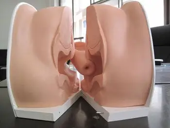 female Contraceptive guidance uterus model Gynecological educational teaching model
female Contraceptive guidance uterus model Gynecological educational teaching model