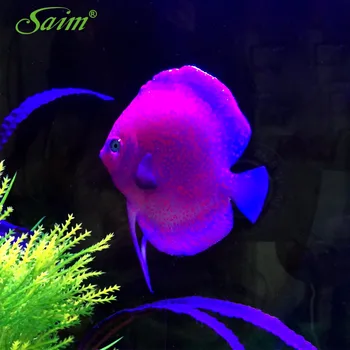 4.7" Simulated Robot Fish Ornaments Aquarium Rubber Vivid Creative Purple Fish Decoration Acuarios Landscape Decor Accessory
4.7" Simulated Robot Fish Ornaments Aquarium Rubber Vivid Creative Purple Fish Decoration Acuarios Landscape Decor Accessory