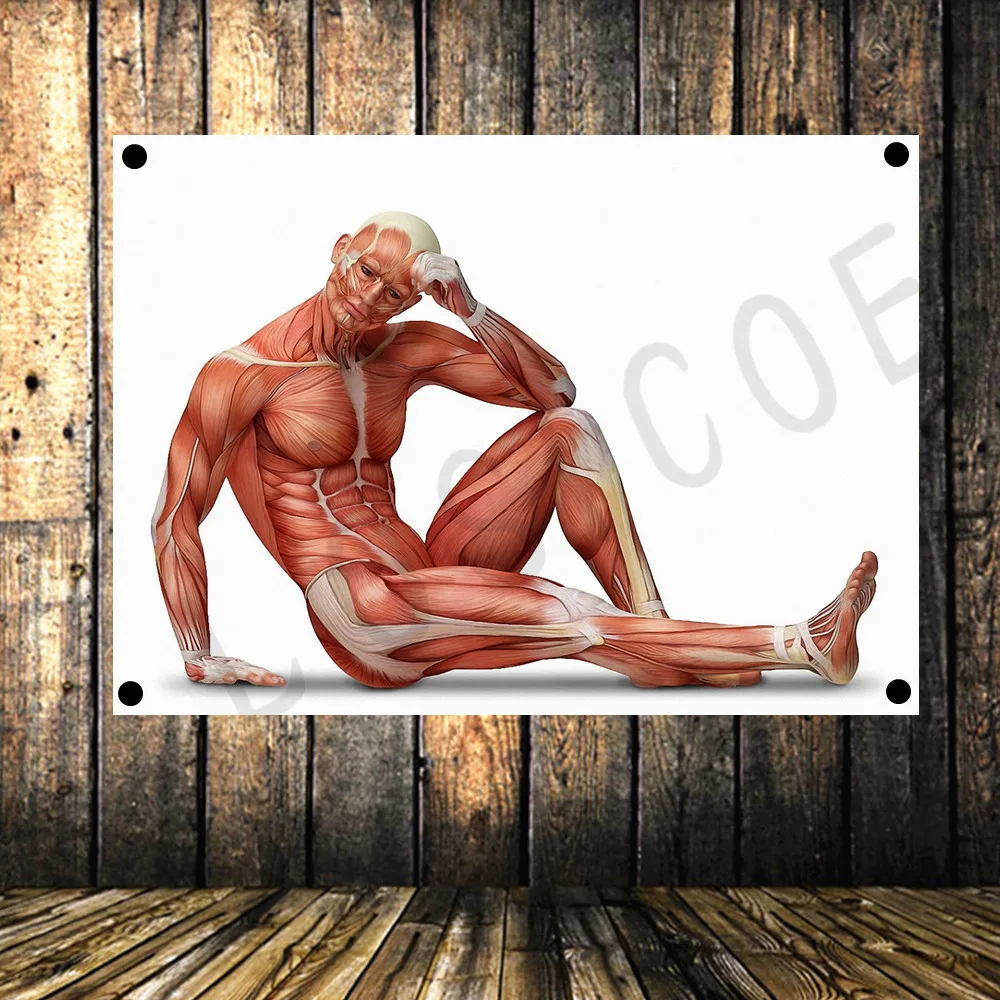 "THE HUMAN MUSCULAR SYSTEM" Vintage Poster Banner Flag Tapestry HD Senior Art Cloth Painting Hospital Clinic Gym Decoration A48
"THE HUMAN MUSCULAR SYSTEM" Vintage Poster Banner Flag Tapestry HD Senior Art Cloth Painting Hospital Clinic Gym Decoration A48