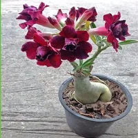 Pink-petals-Desert-Rose-Seeds-100-true-seed-of-beautiful-bonsai-potted-flowers-balcony-Desert-Rose.jpg_200x200