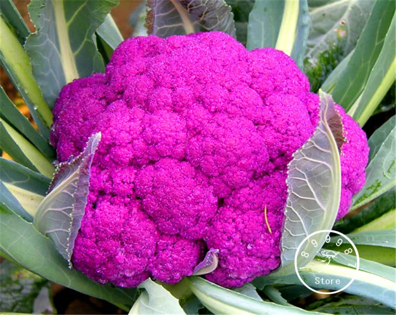100 Pcs/Bag Best-Selling!Purple Cauliflower Organic Bonsai Tasty Easy Growing DIY Home Garden Plant vegetable Plantas
100 Pcs/Bag Best-Selling!Purple Cauliflower Organic Bonsai Tasty Easy Growing DIY Home Garden Plant vegetable Plantas
