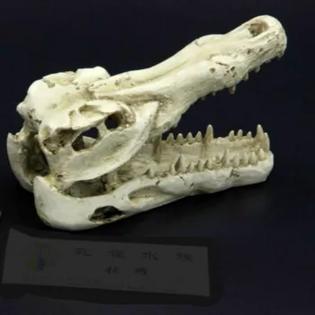 Resin Crafts Dinosaur Skull Mini Fish Tank Aquarium reptile Decoration Desktop Mini Fish Tank Bowl Ornaments Stone Accessories
Resin Crafts Dinosaur Skull Mini Fish Tank Aquarium reptile Decoration Desktop Mini Fish Tank Bowl Ornaments Stone Accessories