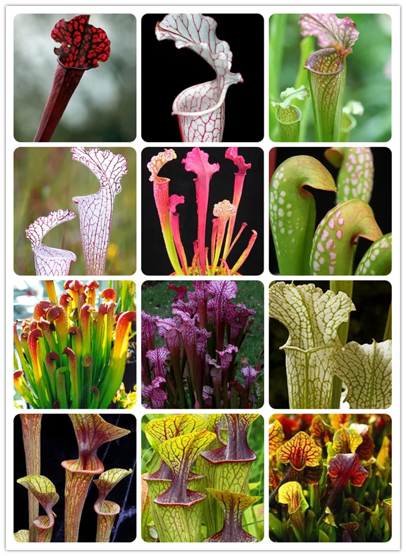 200 Pcs Dionaea Muscipula Giant Clip Venus Flytrap Bonsai Potted Insectivorous Plant Bonsai Flycatcher Bonsai For Home Garden
200 Pcs Dionaea Muscipula Giant Clip Venus Flytrap Bonsai Potted Insectivorous Plant Bonsai Flycatcher Bonsai For Home Garden