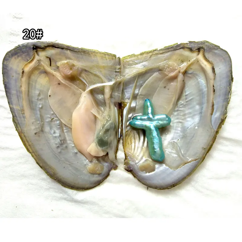 20pcs AA+ Single 15-40mm Teal Blue Natural Baroque Shaped Cross Pearl with Vacuum Packed Oyster Fresh Pearl in Oyster
20pcs AA+ Single 15-40mm Teal Blue Natural Baroque Shaped Cross Pearl with Vacuum Packed Oyster Fresh Pearl in Oyster
