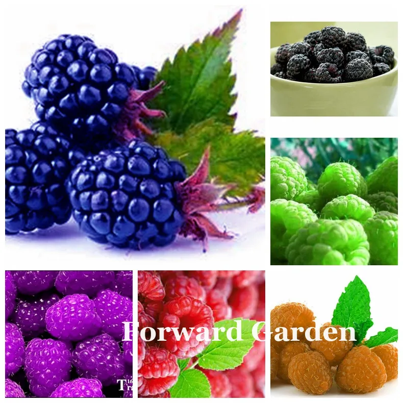 200 Pcs Raspberry Plants Mixed Colors Super Big Raspberry Fruit Plants Rare Wild Strawberry Tree Plant Flowers Bonsai For Garden
200 Pcs Raspberry Plants Mixed Colors Super Big Raspberry Fruit Plants Rare Wild Strawberry Tree Plant Flowers Bonsai For Garden